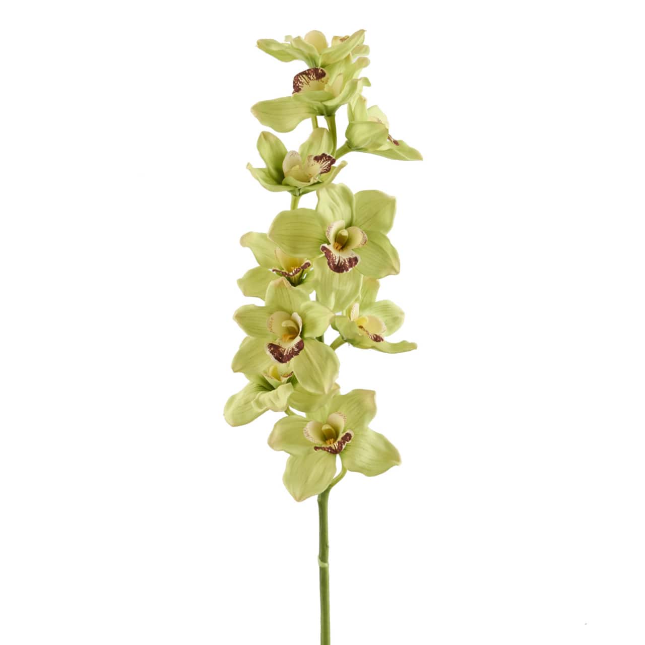 8 Pack: Pale Green Boat Orchid Stem by Ashland®